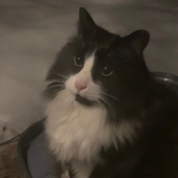 Meet your Posher. - Picture 1 of 1